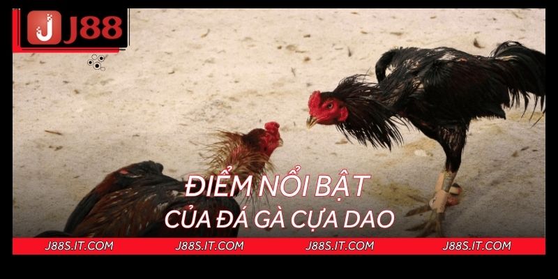 Điểm khác biệt của đá gà cựa dao so với các hình thức