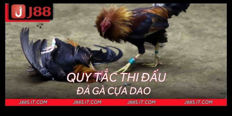 Quy định thi đấu chiến kê cựa dao cơ bản