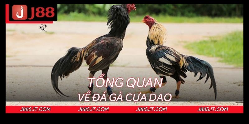 Khái quát sơ lược về đấu chiến kê cựa dao