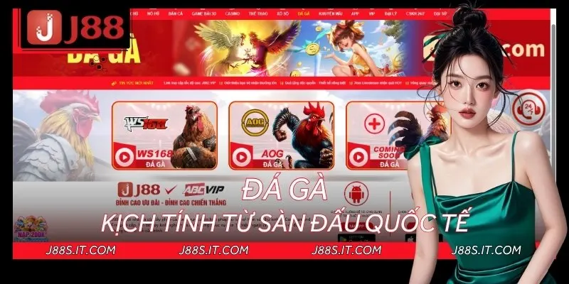 Đá gà kịch tính từng giây ngay trên màn ảnh nhỏ